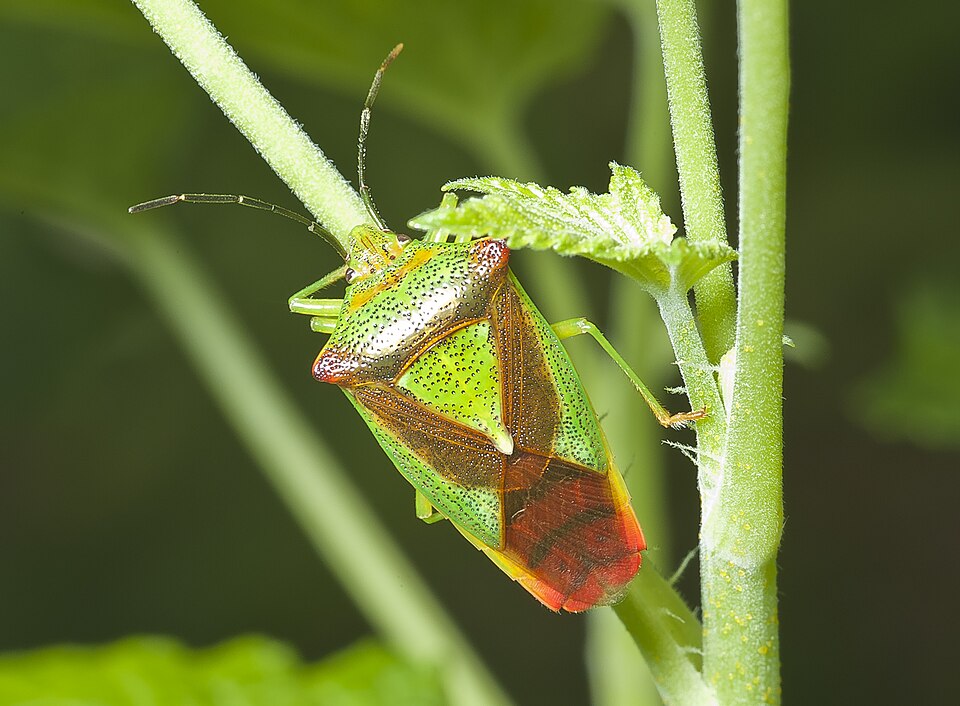 Photo of Hawthorn shield bug