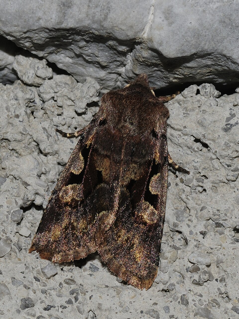 Photo of Hebrew character