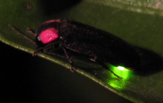 Photo of Heike firefly