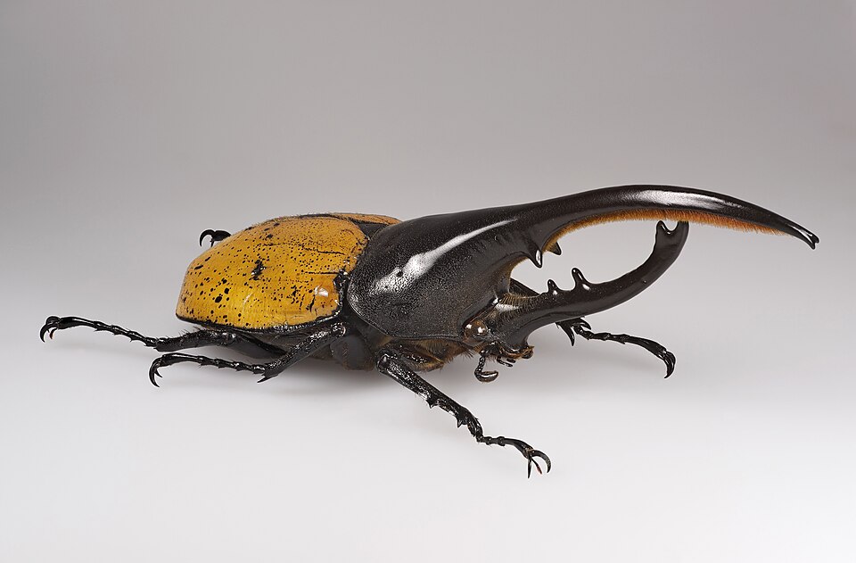 Photo of Hercules beetle