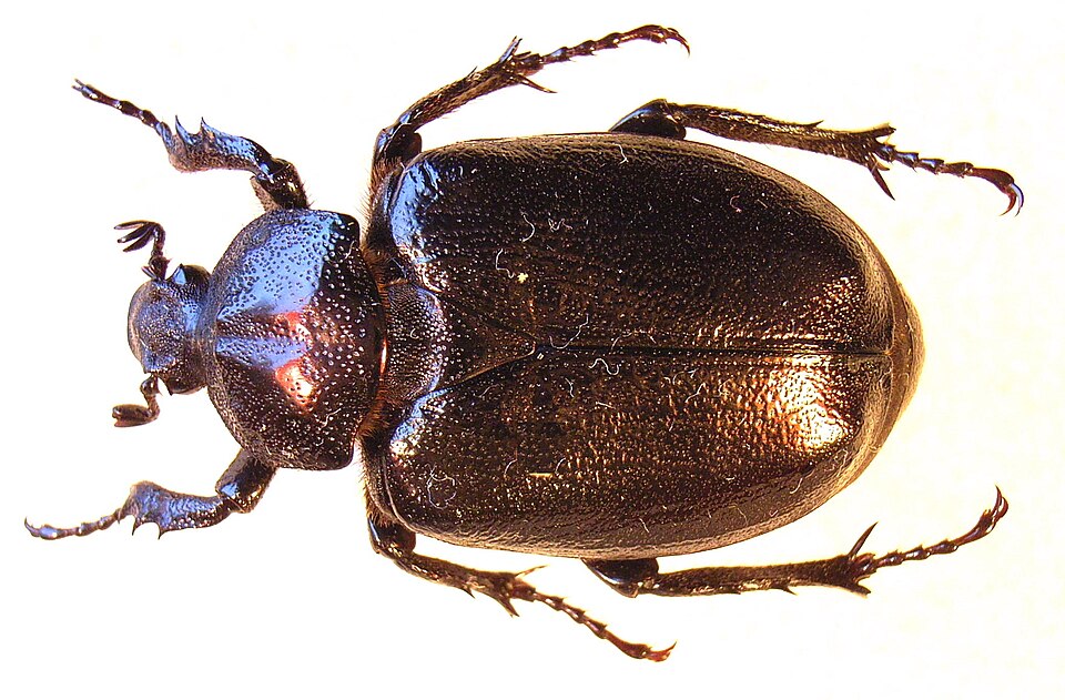 Photo of Hermit beetle