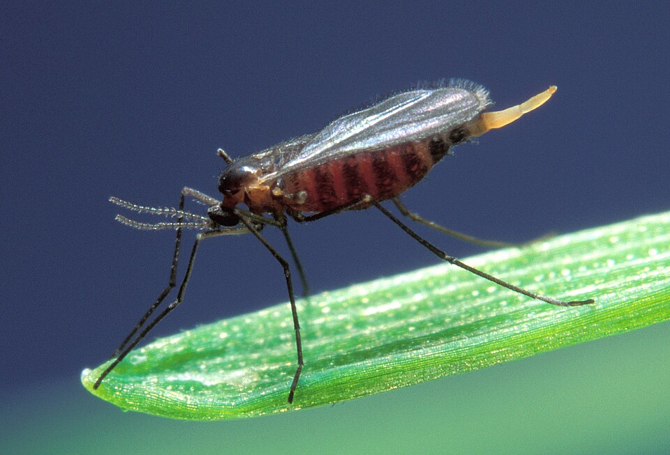 Photo of Hessian fly