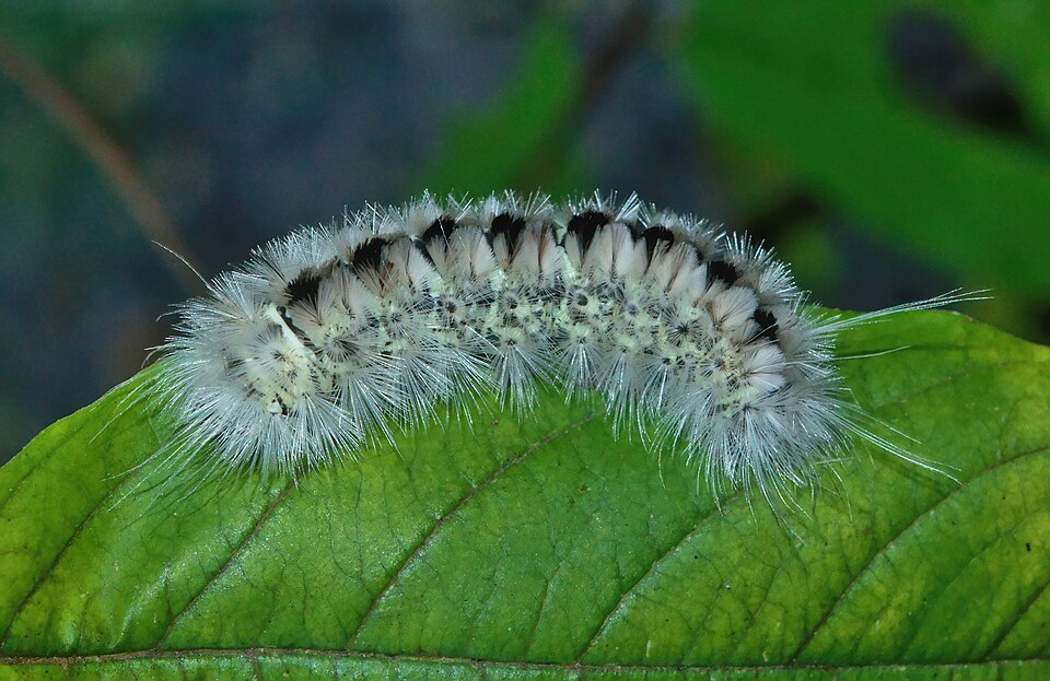 Photo of Hickory tussock moth