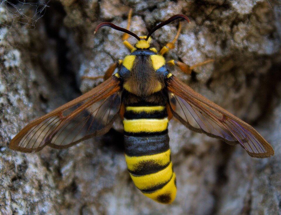 Photo of Hornet moth