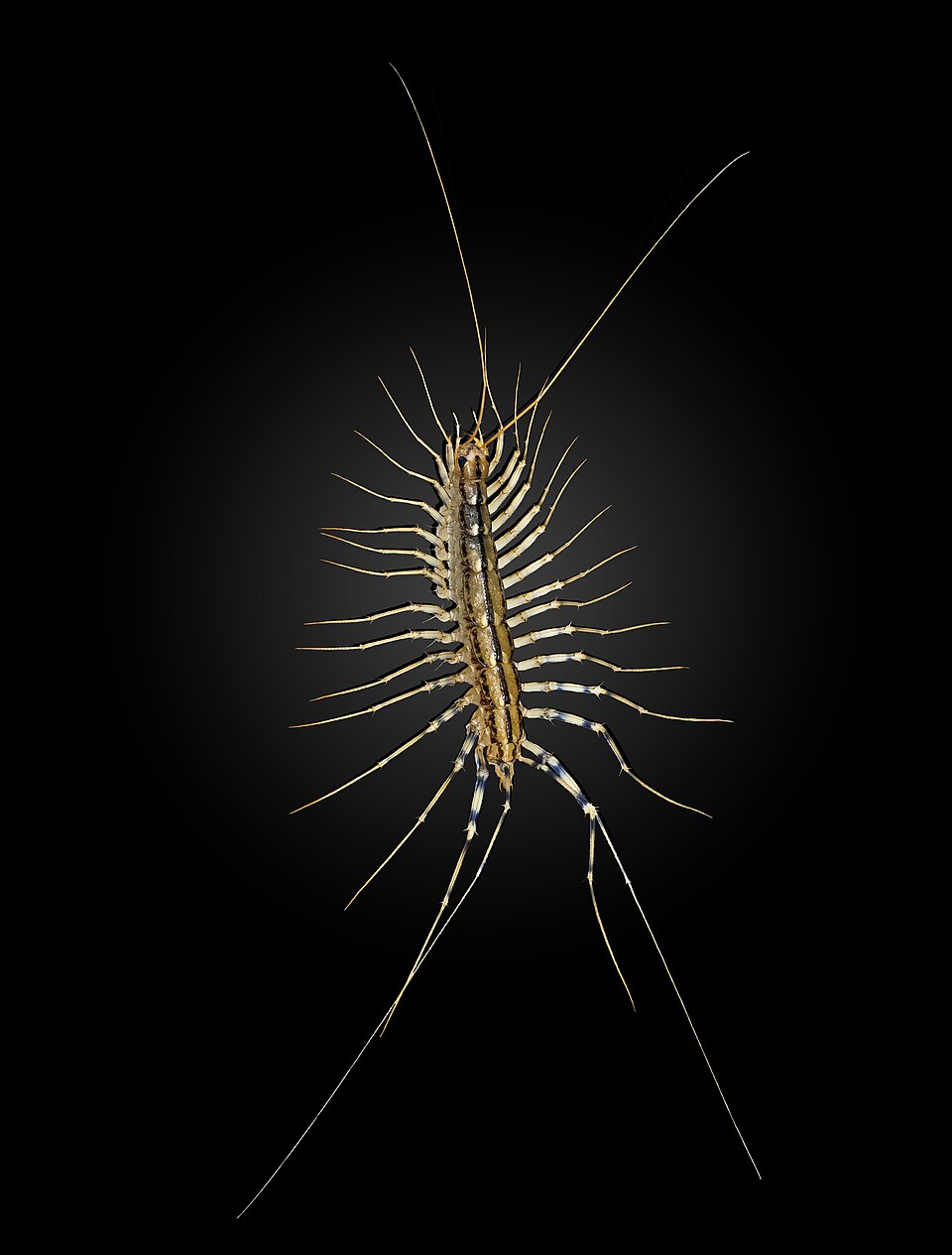 Photo of House centipede