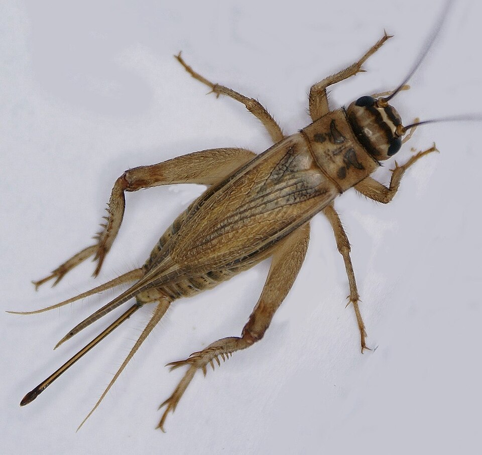 Photo of House cricket