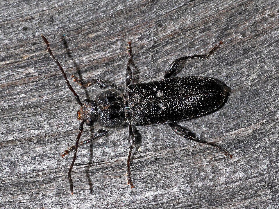 Photo of House longhorn beetle