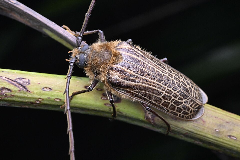 Photo of Huhu beetle