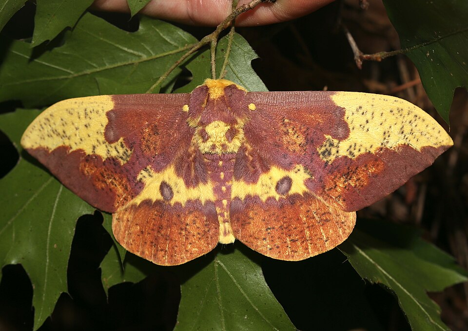 Photo of Imperial moth