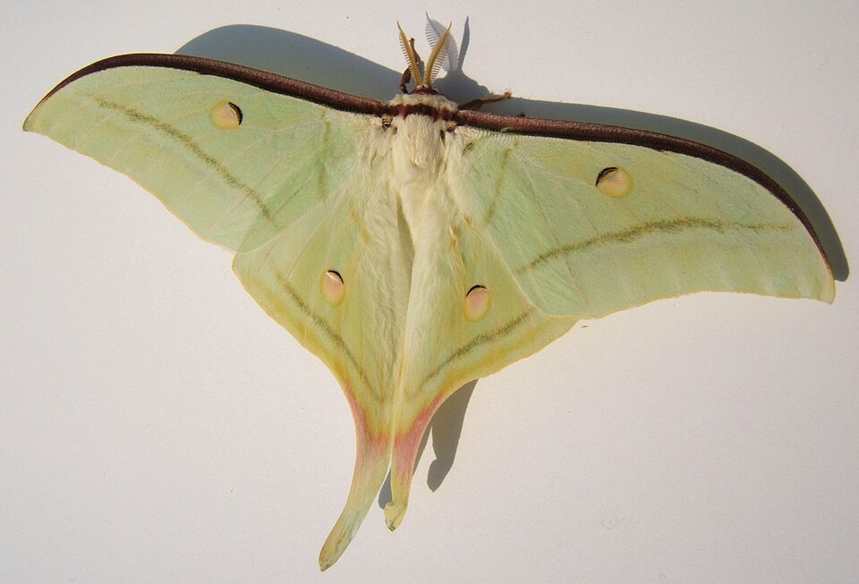 Photo of Indian moon moth