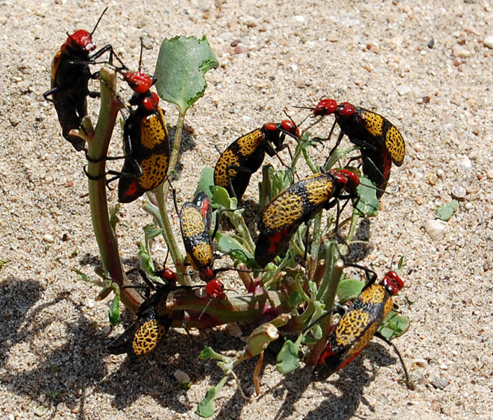 Photo of Iron cross blister beetle