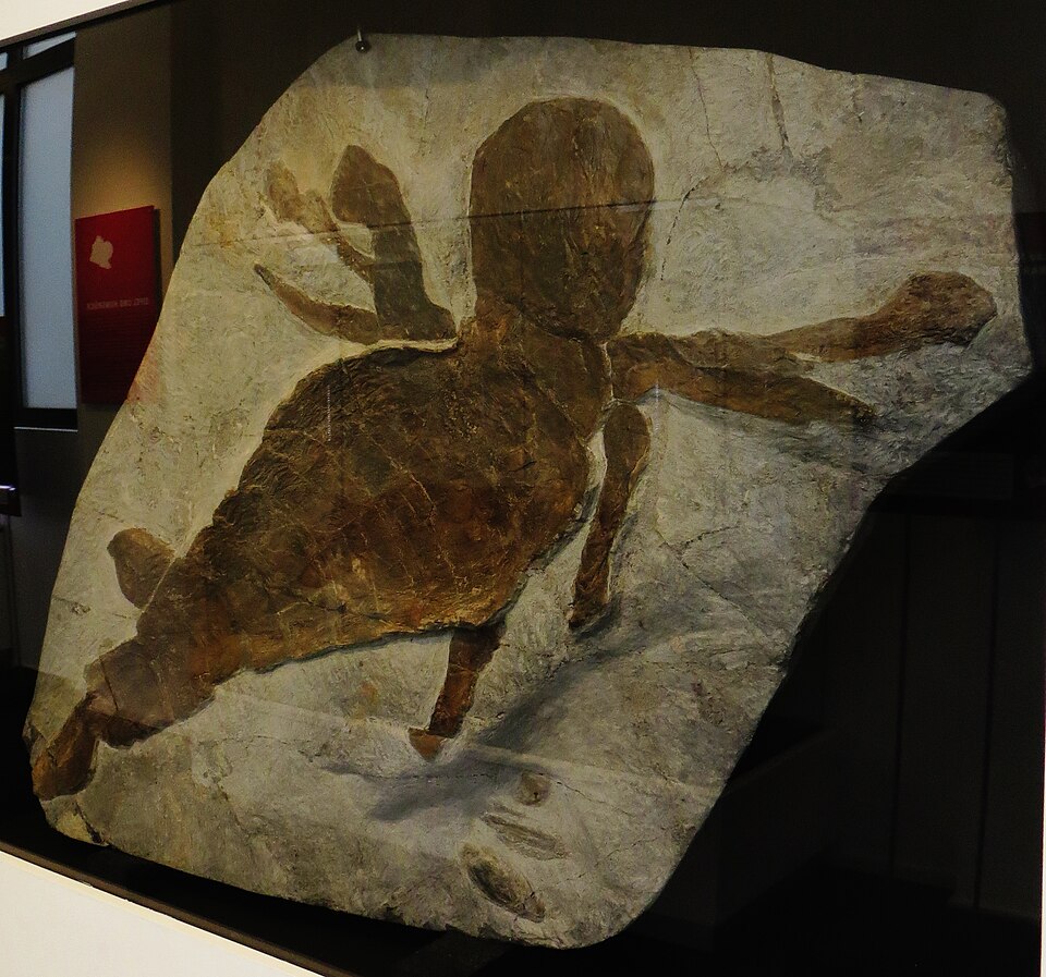 Photo of Jaekelopterus