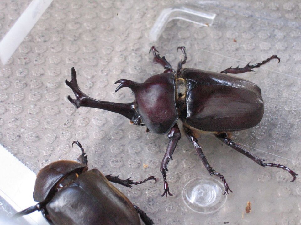 Photo of Japanese rhinoceros beetle