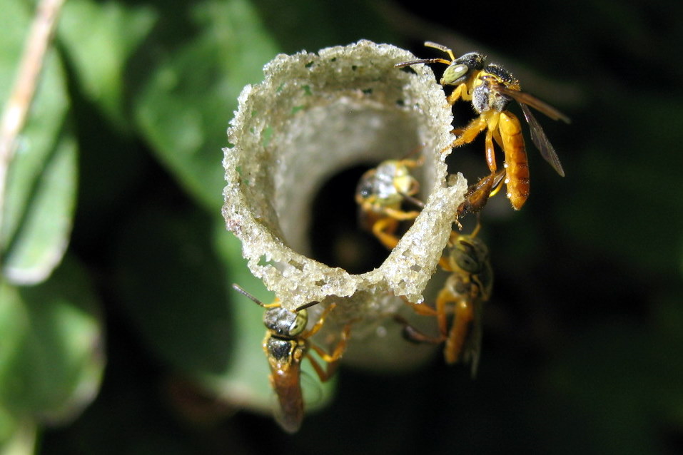 Photo of Jataí bee