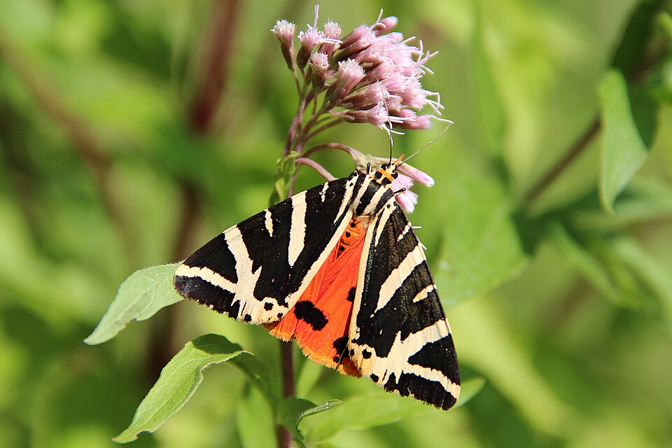 Photo of Jersey tiger