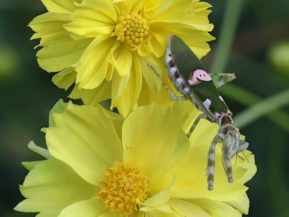 Photo of Jewelled flower mantis