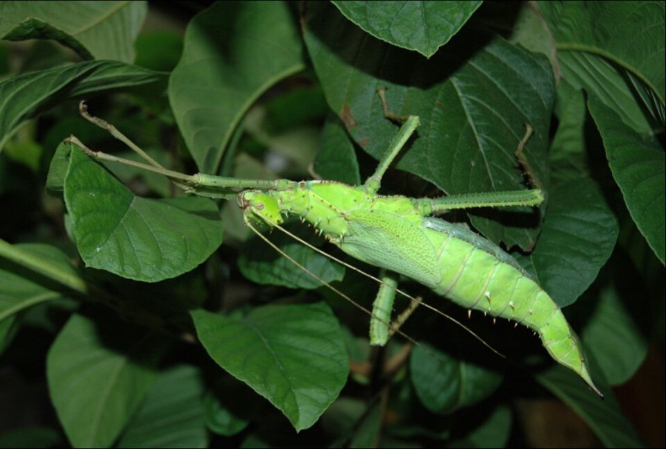 Photo of Jungle nymph