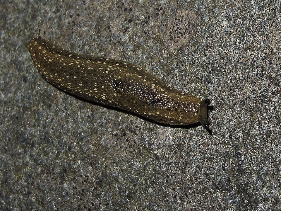 Photo of Kerry slug