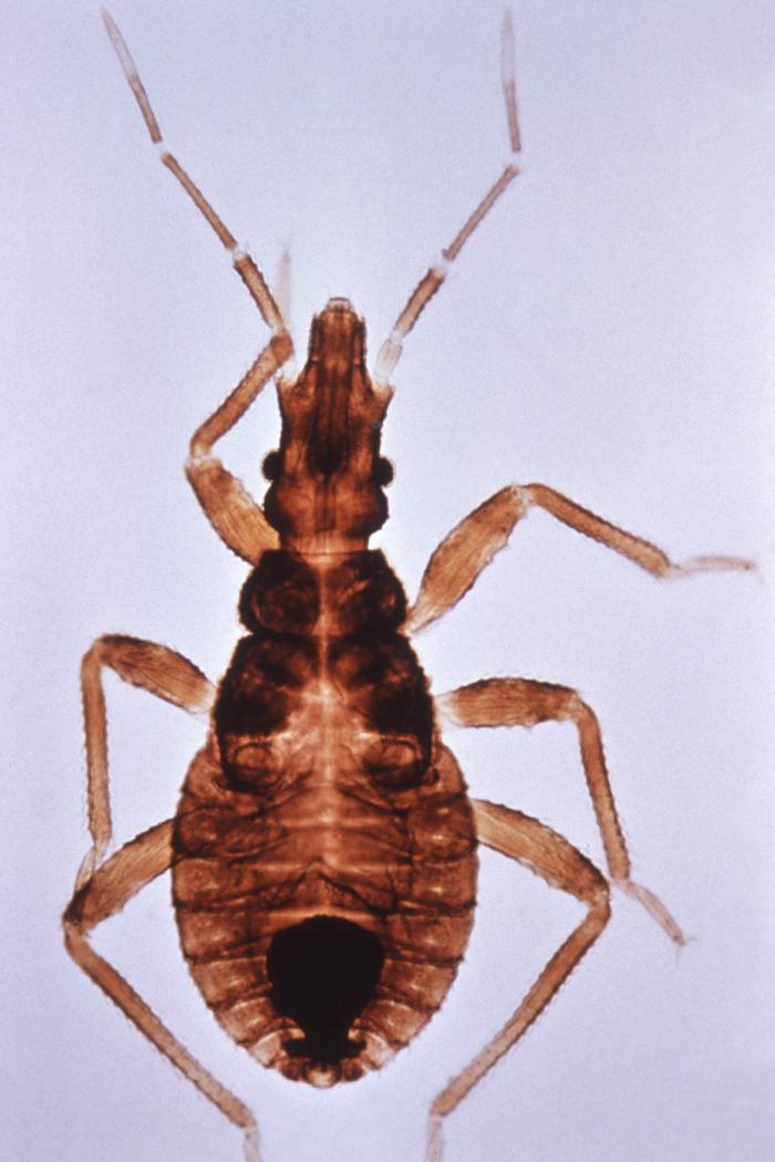 Photo of Kissing bug
