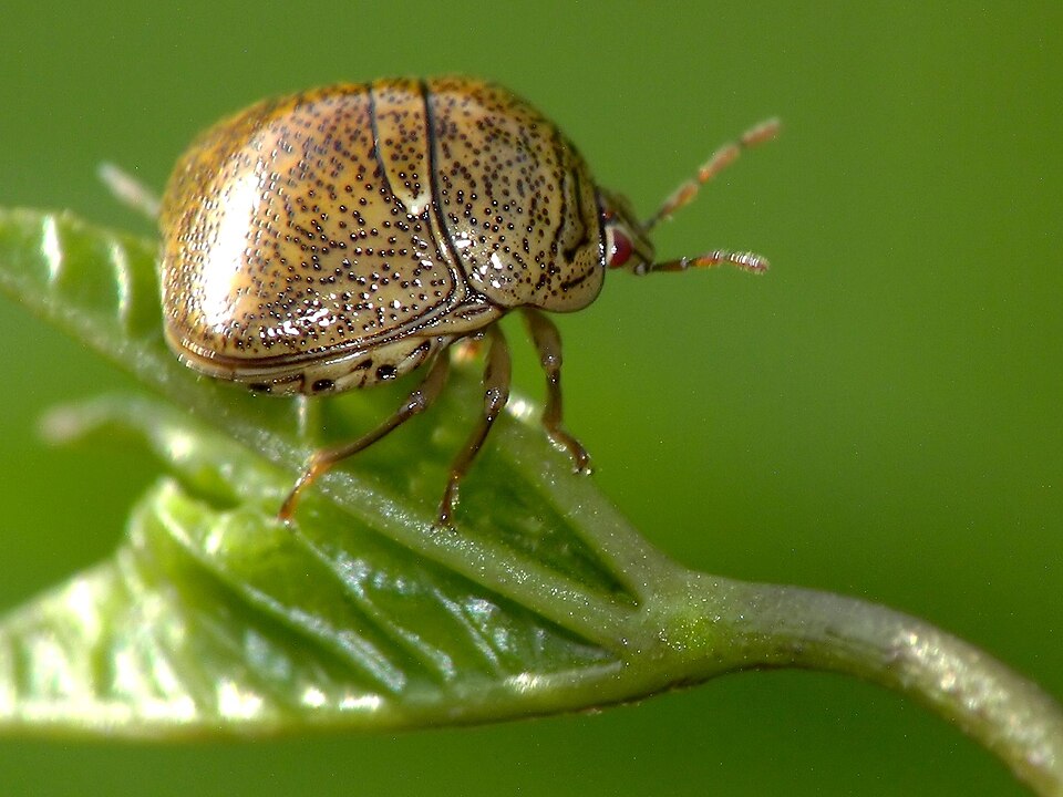 Photo of Kudzu bug