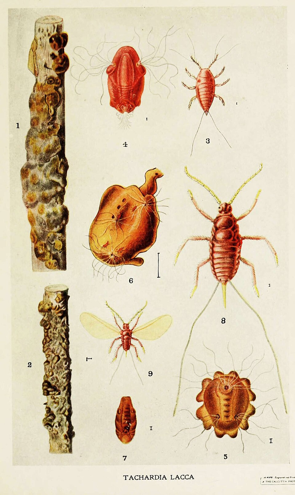 Photo of Lac insect