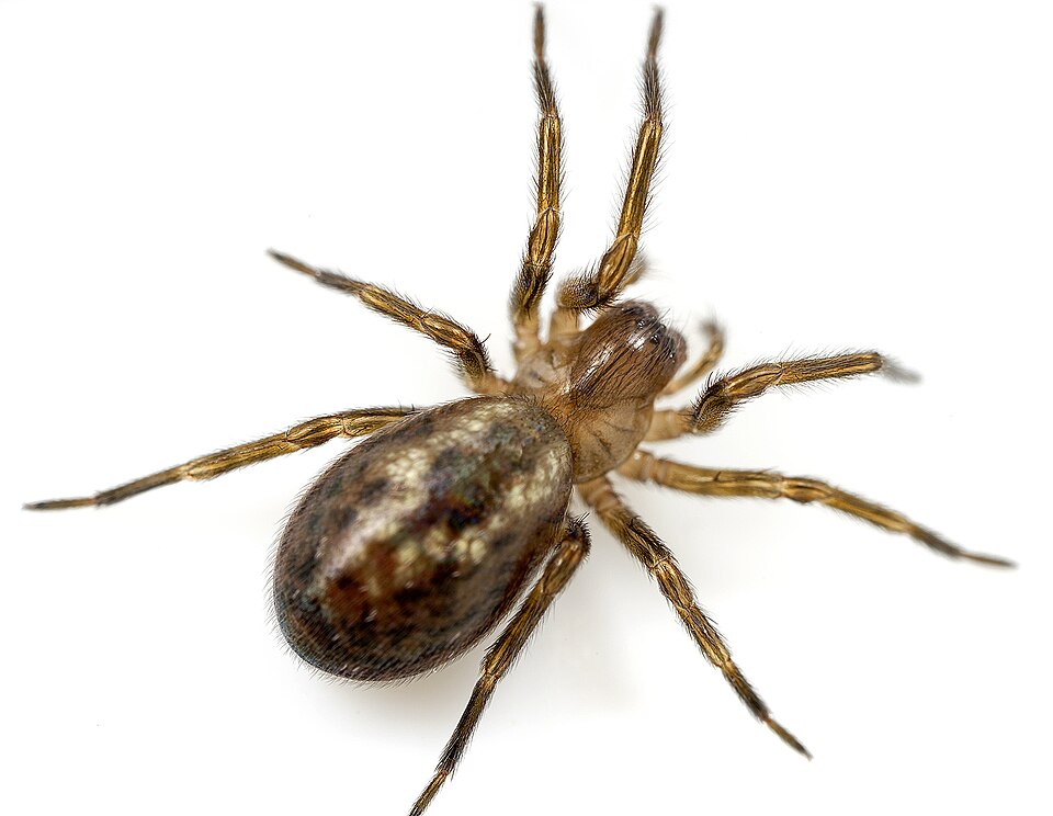 Photo of Lace-webbed spider