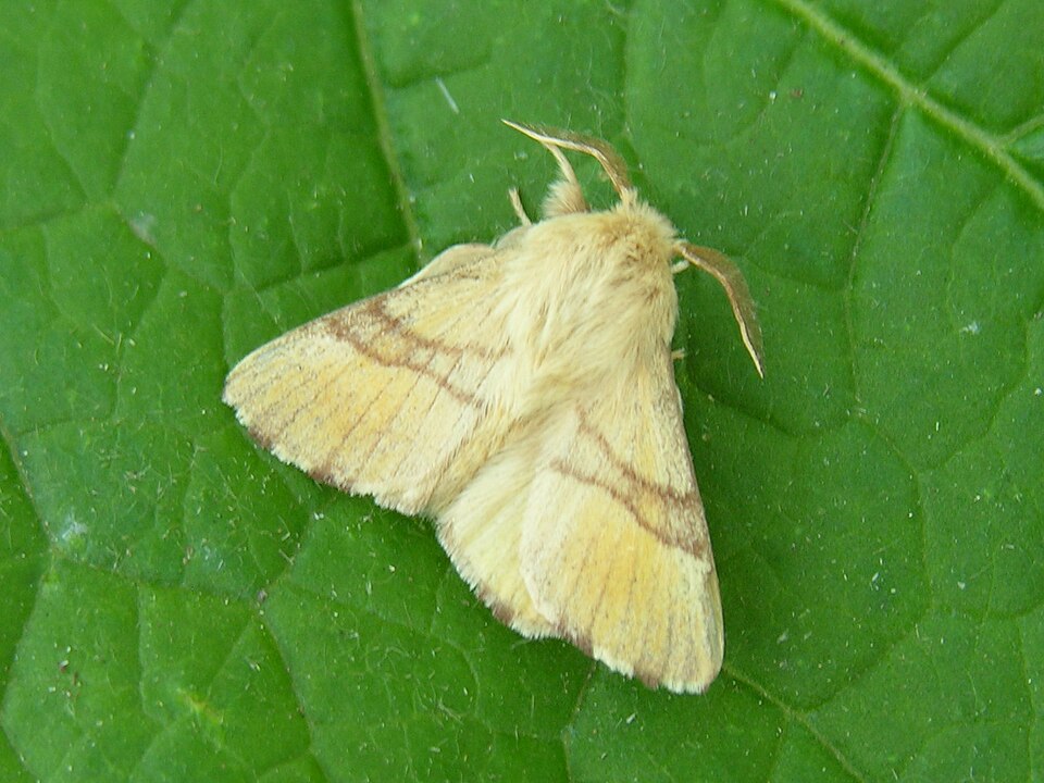 Photo of Lackey moth
