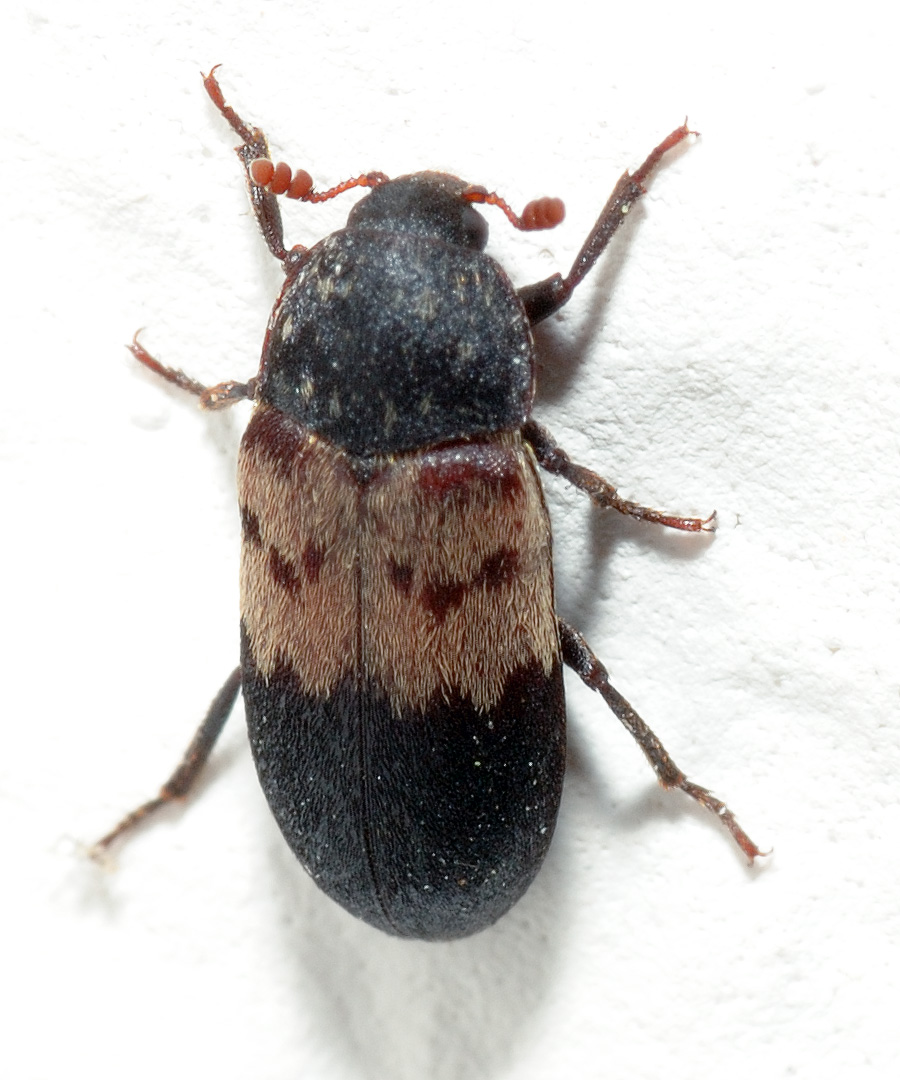 Photo of Larder beetle