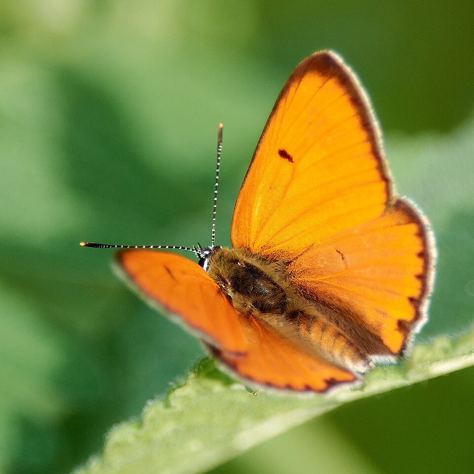 Photo of Large copper