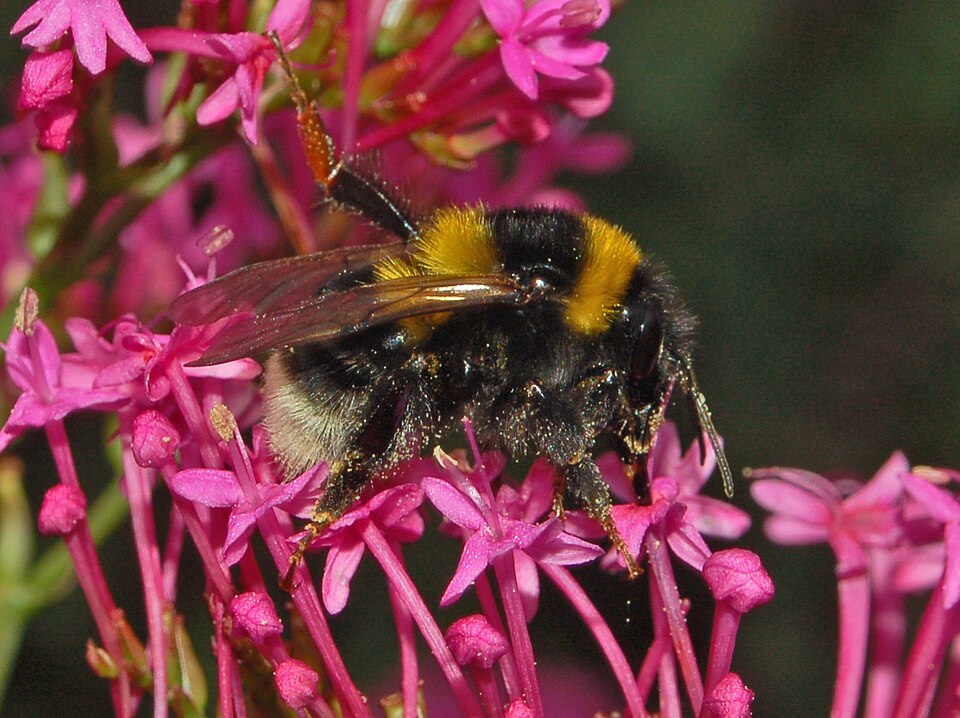 Photo of Large garden bumblebee