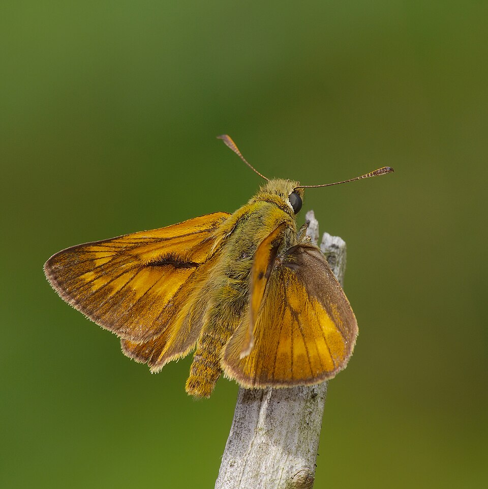 Photo of Large skipper