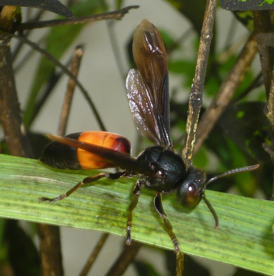 Photo of Lesser banded hornet