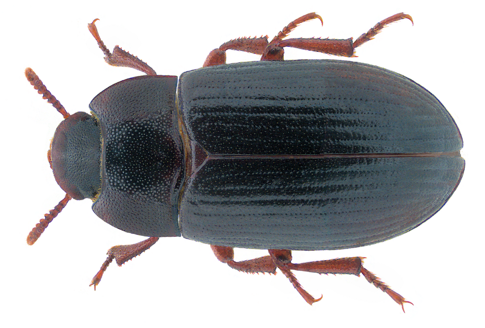 Photo of Lesser mealworm