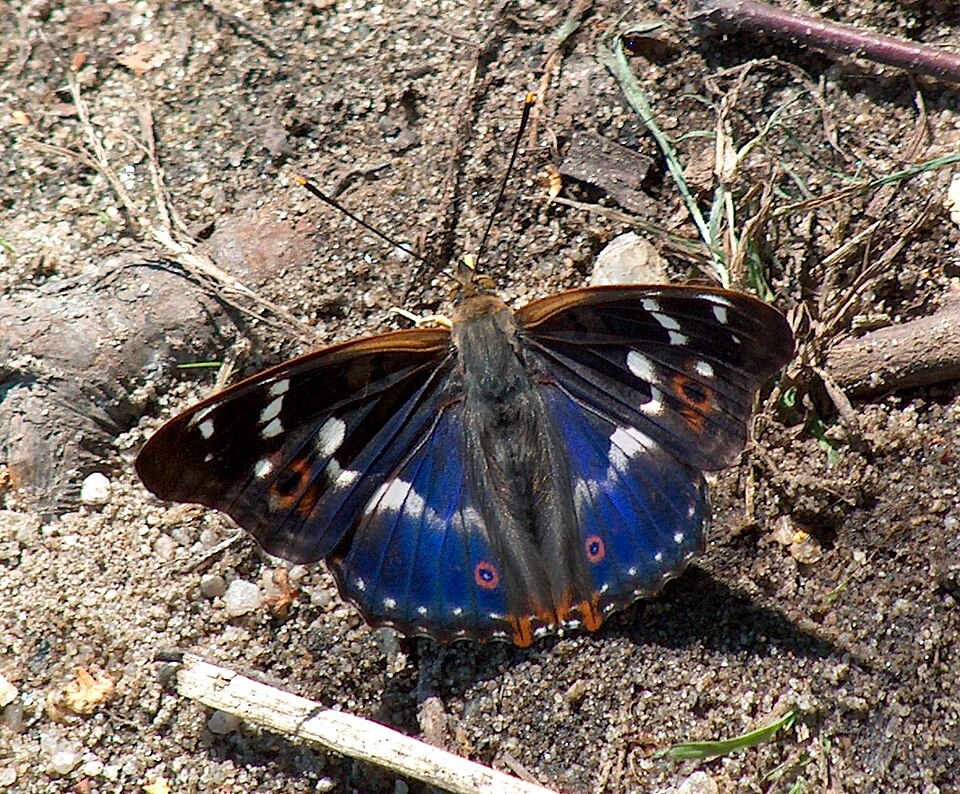 Photo of Lesser purple emperor
