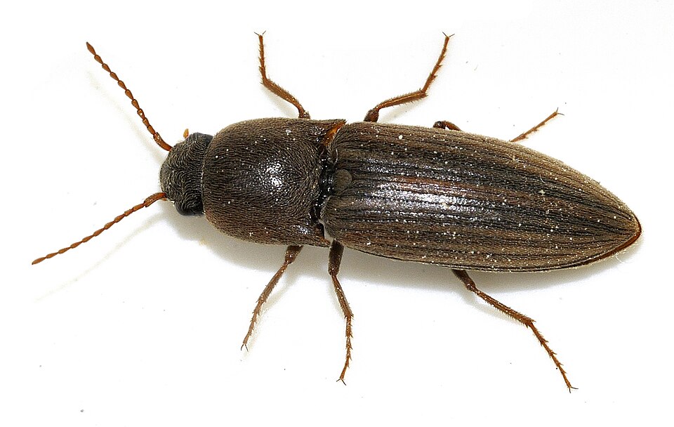 Photo of Triibuline viljanaksur
