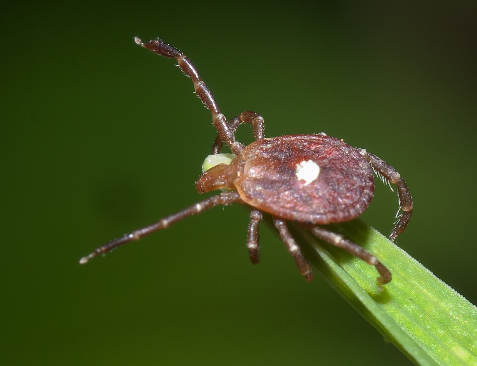 Photo of Lone star tick