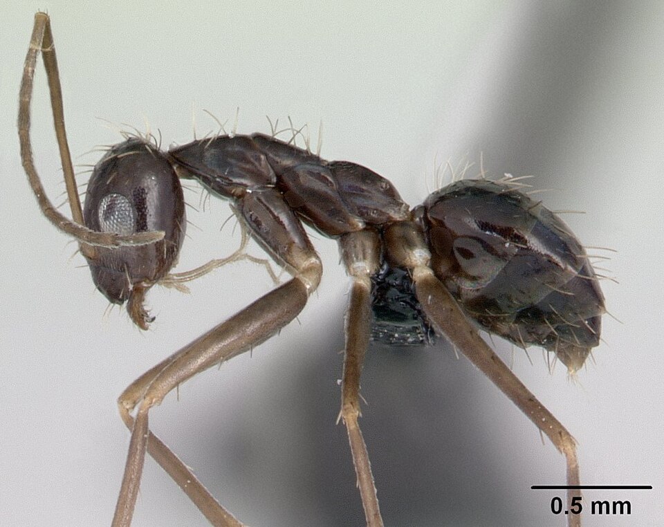 Photo of Longhorn crazy ant