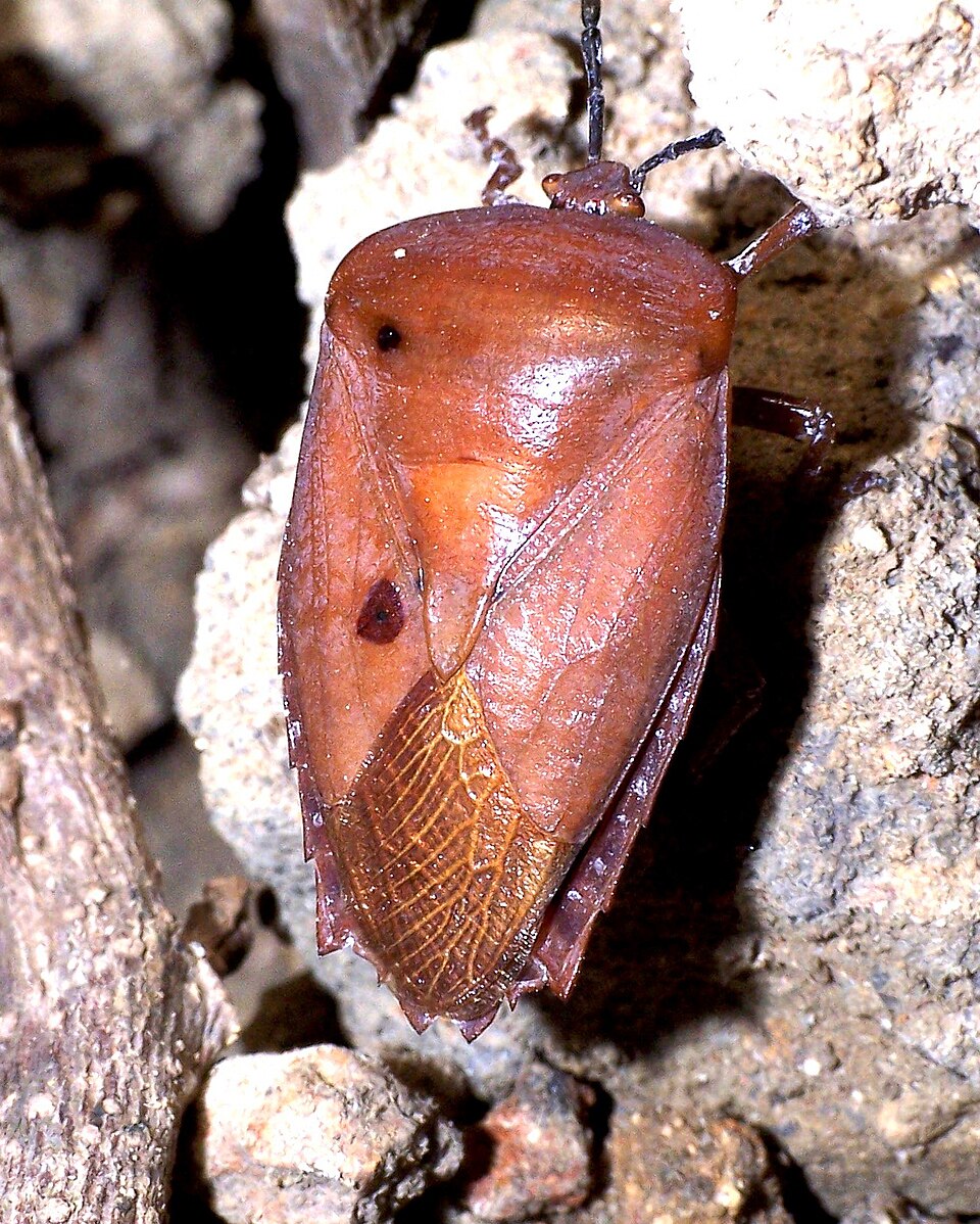Photo of Lychee giant stink bug