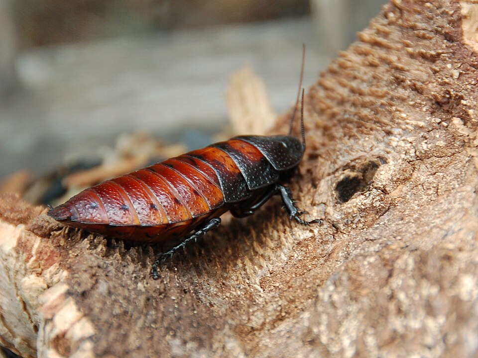 Photo of Madagascar hissing cockroach
