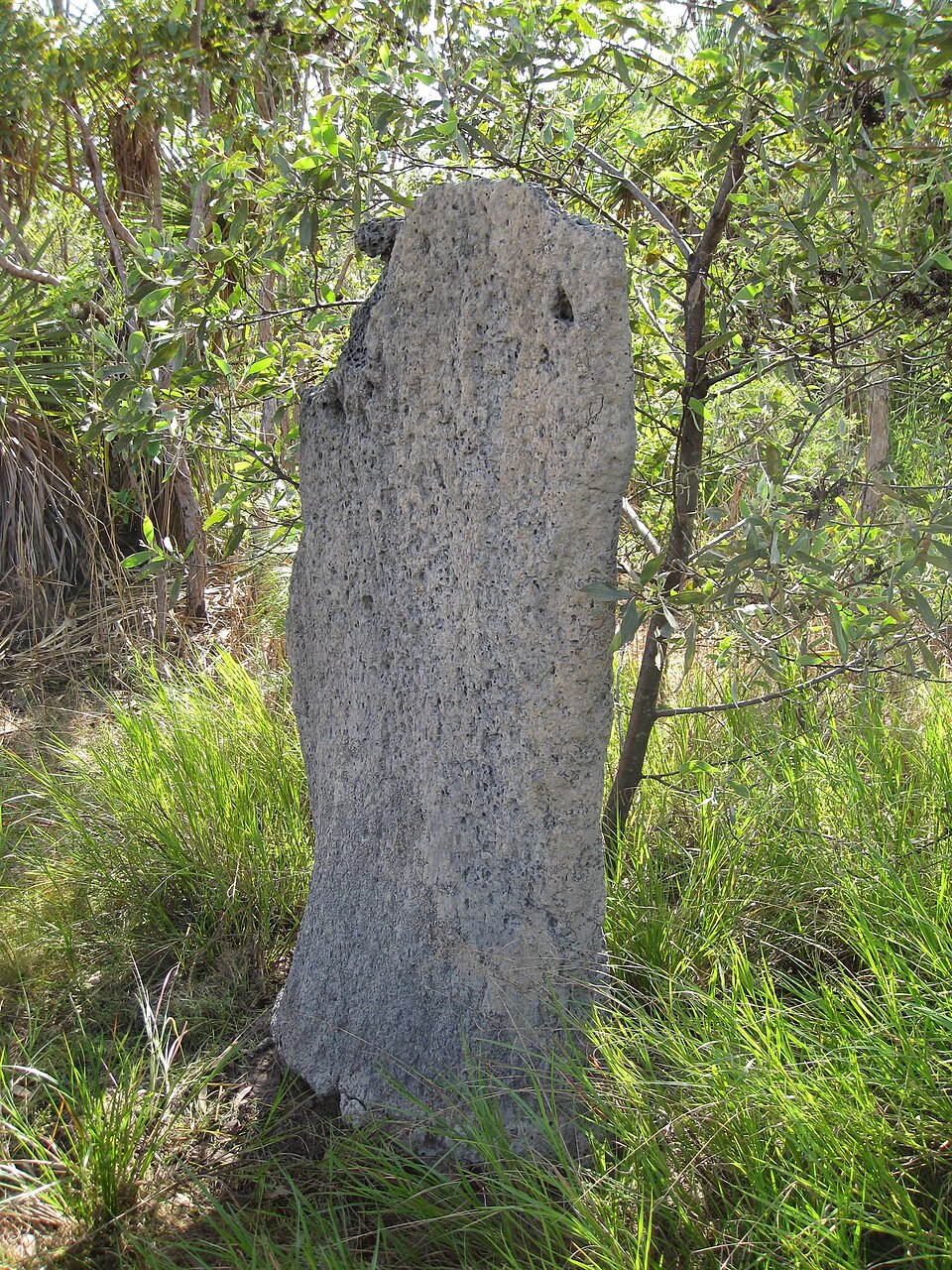 Photo of Magnetic termite