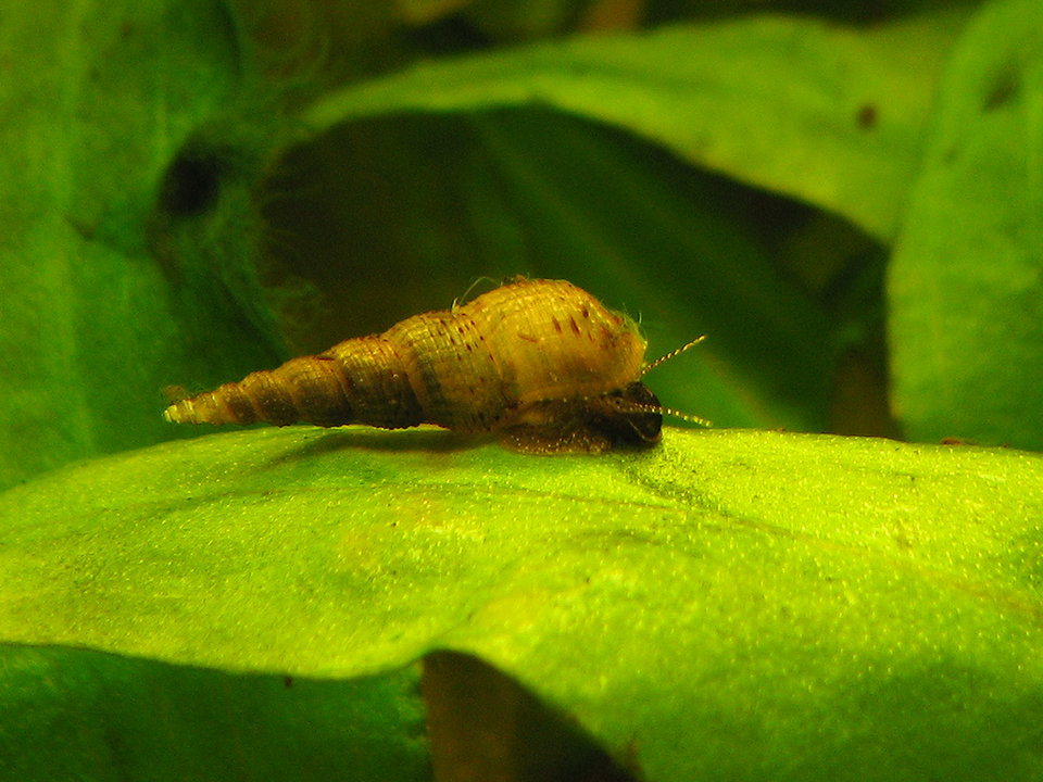 Photo of Malaysian trumpet snail