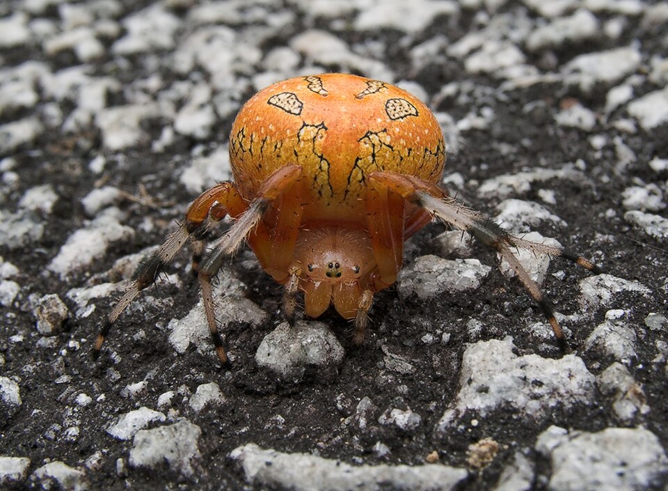 Photo of Marbled orb-weaver