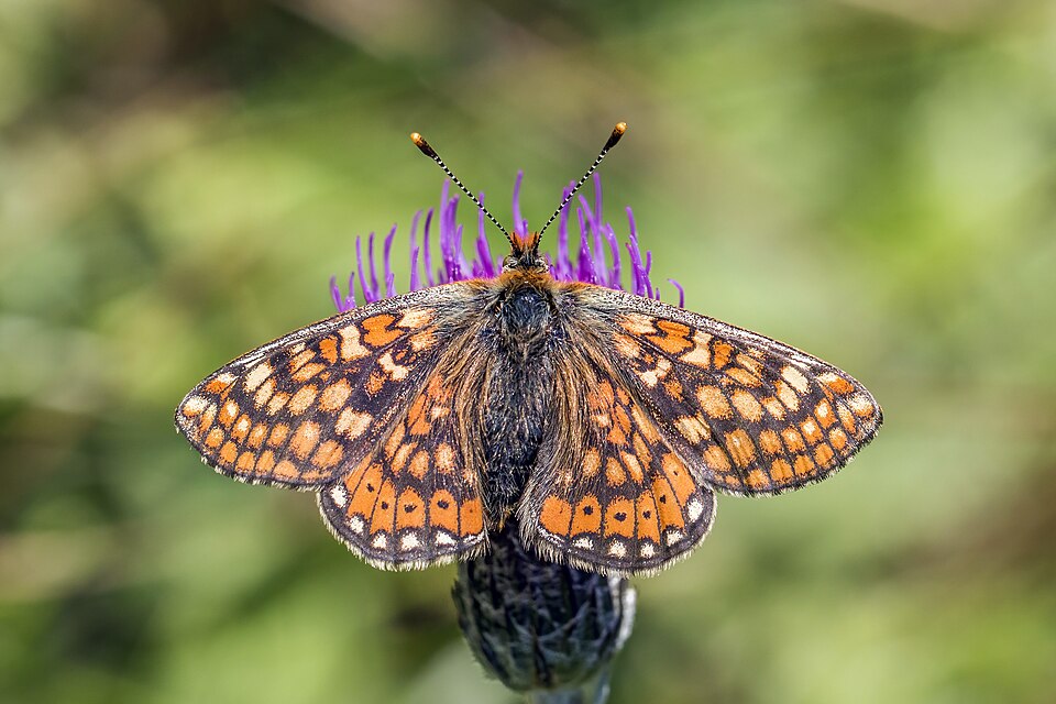 Photo of Marsh fritillary