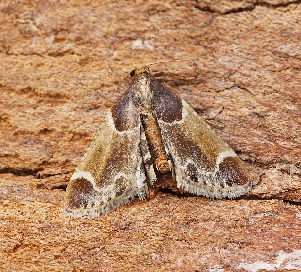 Photo of Meal moth