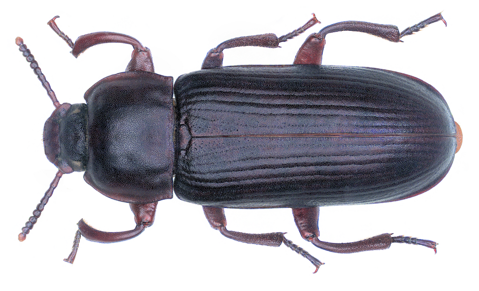 Photo of Mealworm beetle