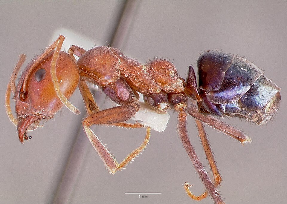 Photo of Meat ant