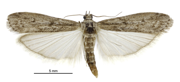 Photo of Jahuleedik