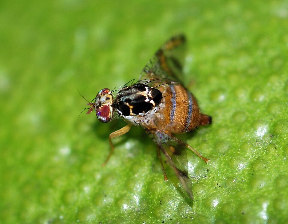 Photo of Mediterranean fruit fly