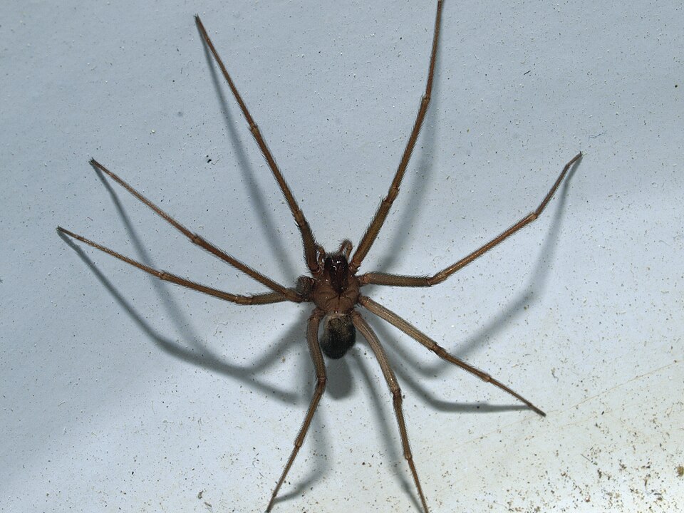 Photo of Mediterranean recluse