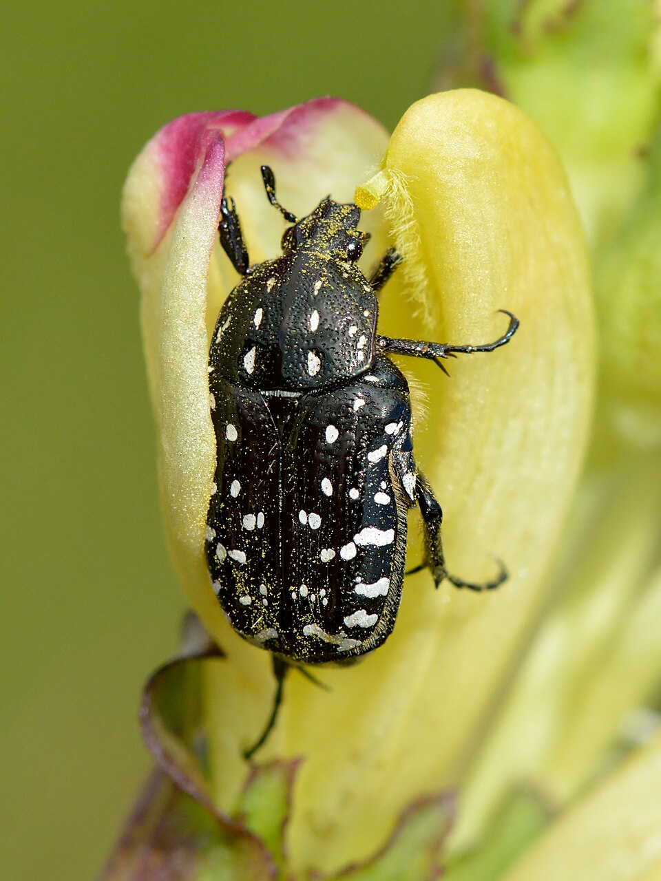 Photo of Mediterranean spotted chafer